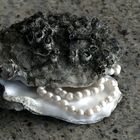 Auster und Perlen