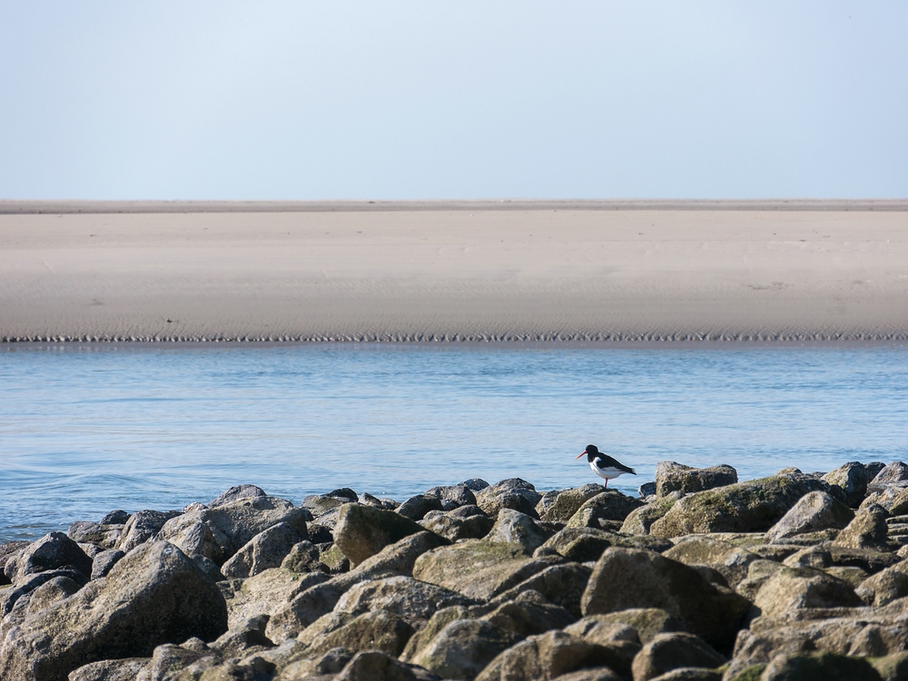 Austerfischer am Borkumer Strand