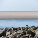 Austerfischer am Borkumer Strand