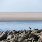 Austerfischer am Borkumer Strand