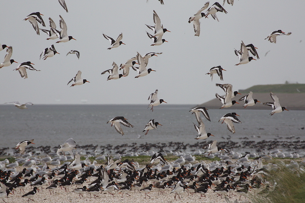 Austerfischer auf Texel.