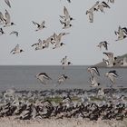 Austerfischer auf Texel.