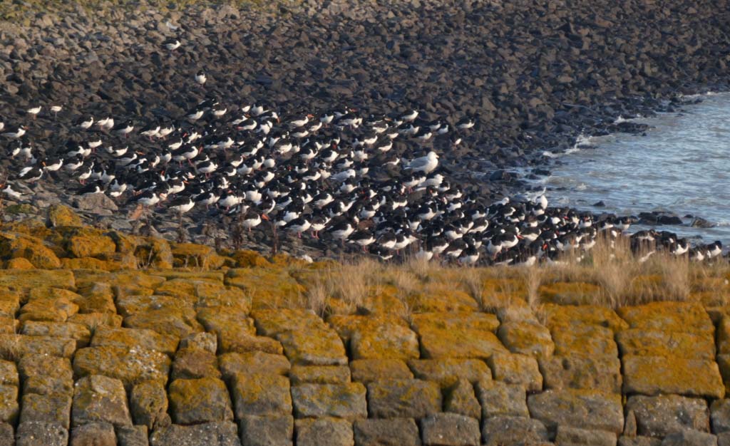 Austern-Fischer am Hafen von Norderney