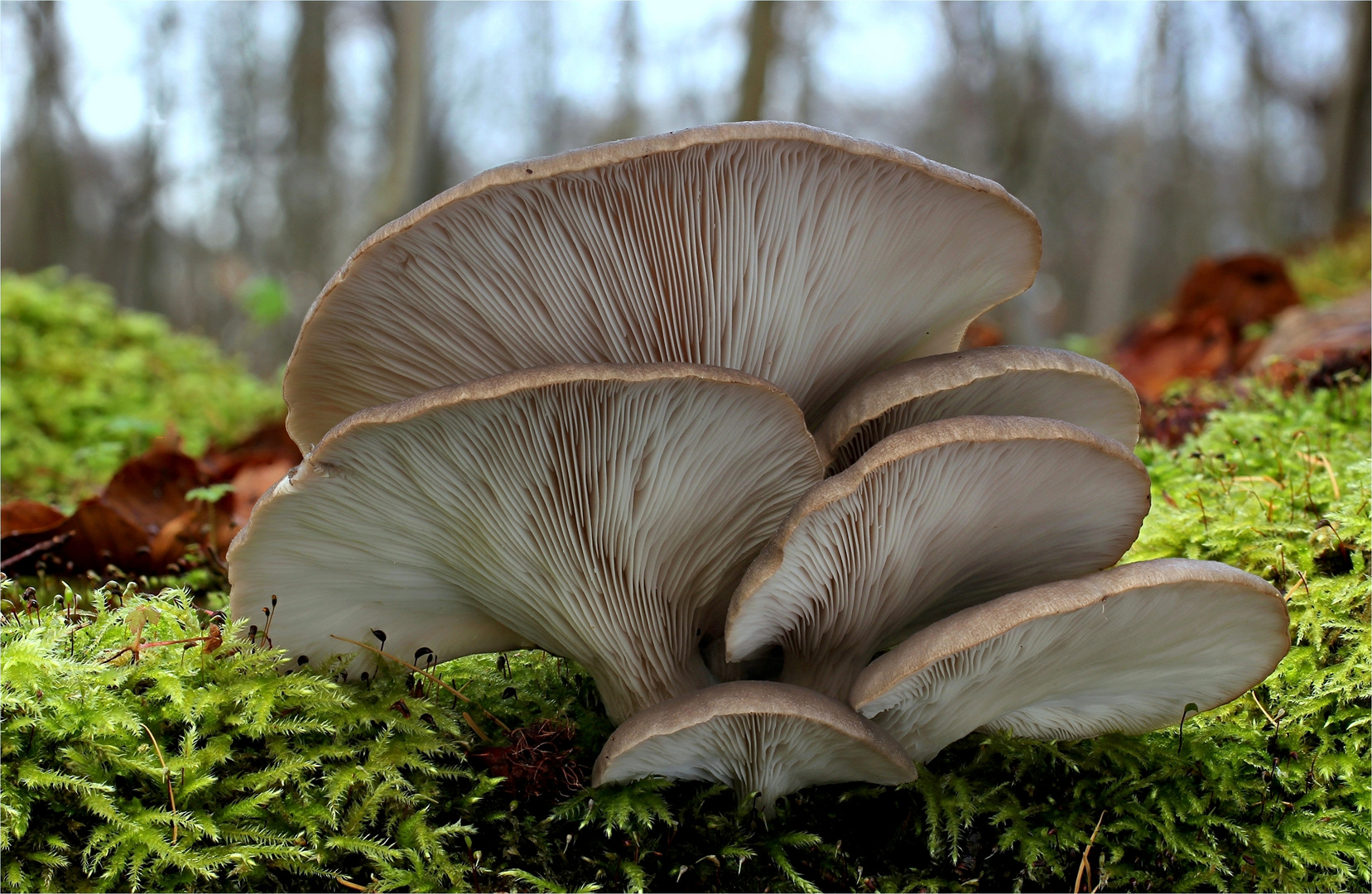 AusternSeitling oder Austernpilz (Pleurotus ostreatus) Foto & Bild