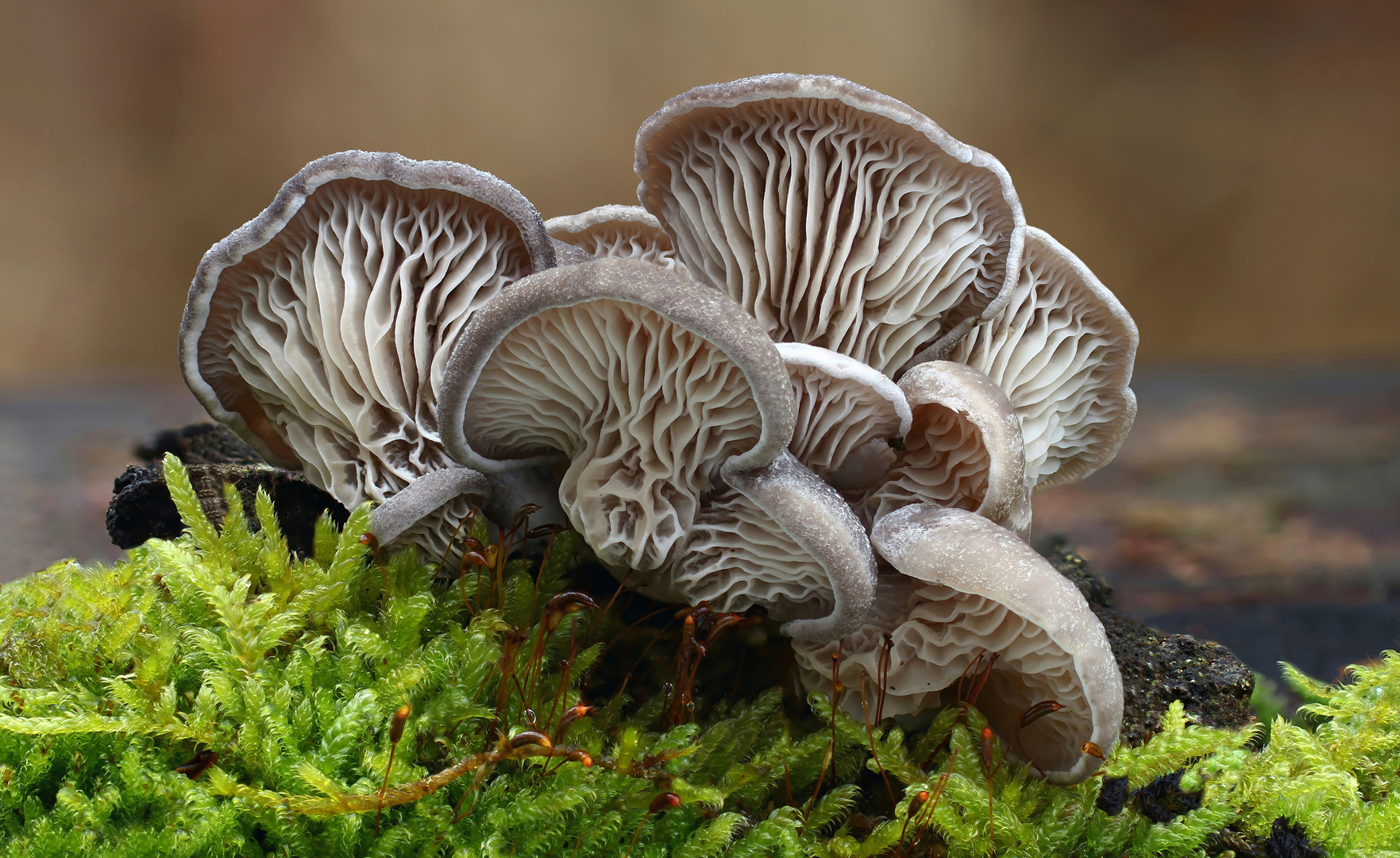 Austern-Seitling oder Austernpilz (Pleurotus ostreatus)