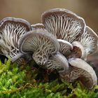 Austern-Seitling oder Austernpilz (Pleurotus ostreatus)