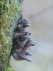 Austern-Seitling  (Pleurotus ostreatus)