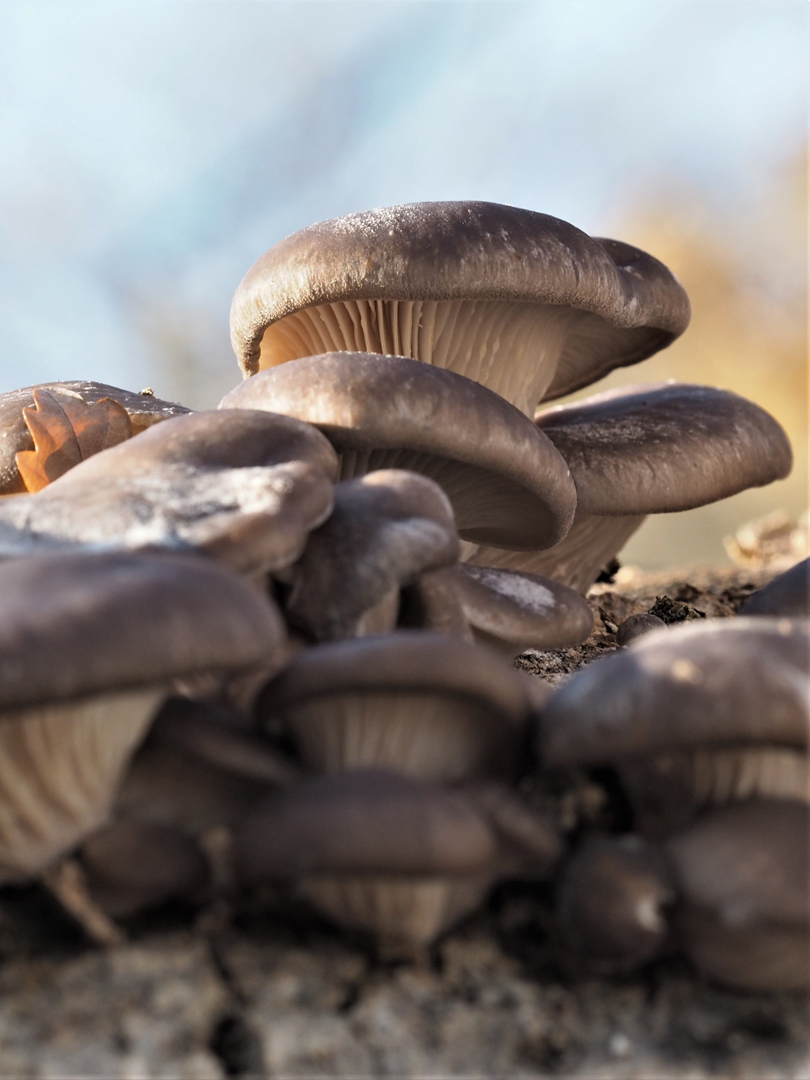 Austern-Seitling (Pleurotus ostreatus) 