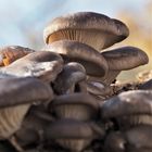 Austern-Seitling (Pleurotus ostreatus) 