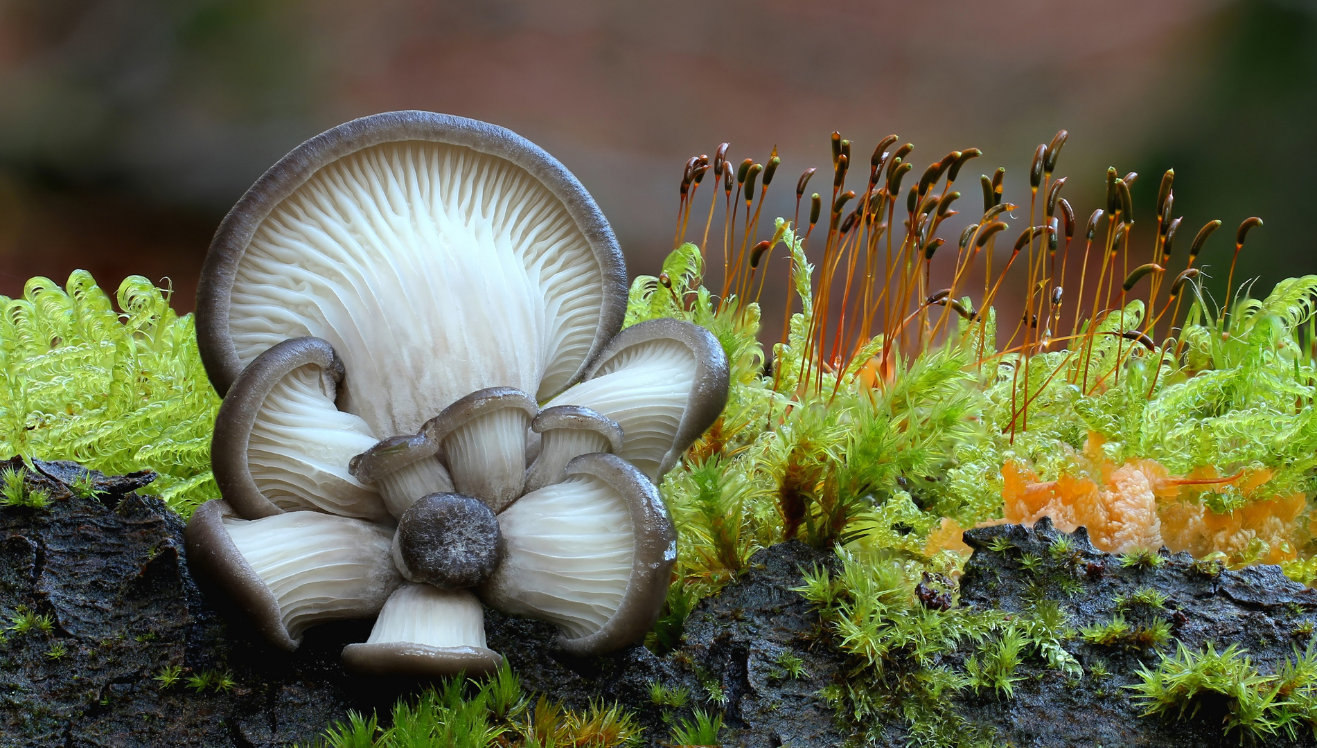 Austern-Seitling  (Pleurotus ostreatus)