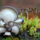 Austern-Seitling  (Pleurotus ostreatus)