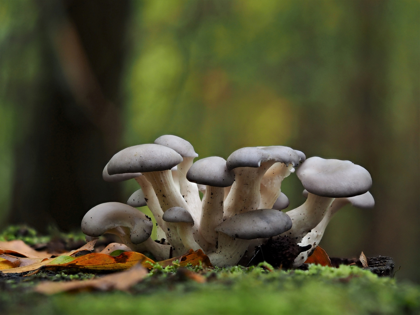 Austern-Seitling (Pleurotus ostreatus) .