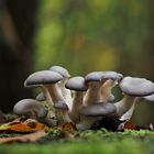 Austern-Seitling (Pleurotus ostreatus) .