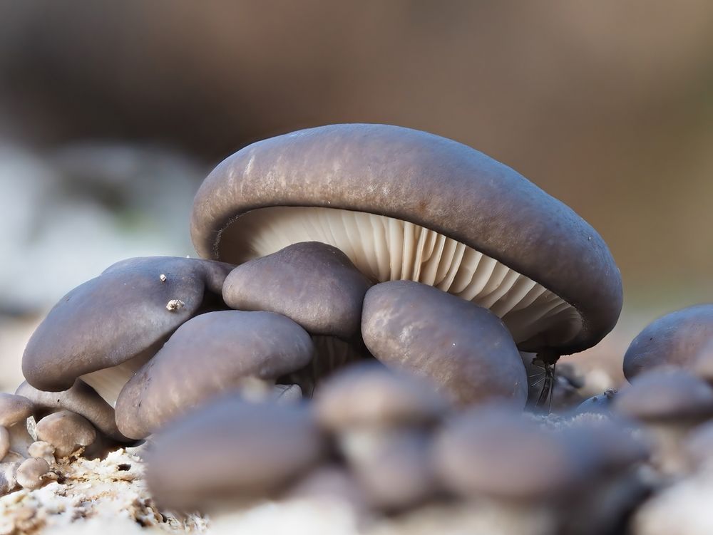 Austern-Seitling (Pleurotus ostreatus) 