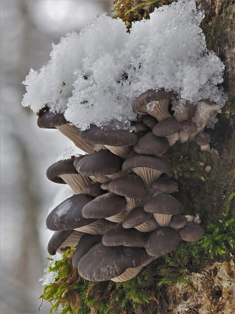 Austern-Seitling, (Pleurotus ostreatus)