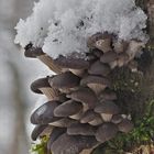 Austern-Seitling, (Pleurotus ostreatus)