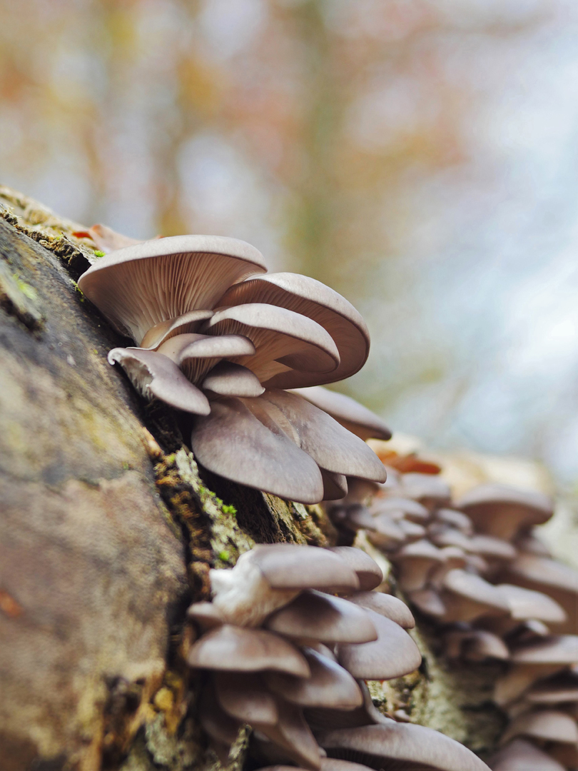 Austern-Seitling  (Pleurotus ostreatus)