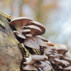 Austern-Seitling  (Pleurotus ostreatus)