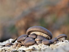 Austern-Seitling (Pleurotus ostreatus) 