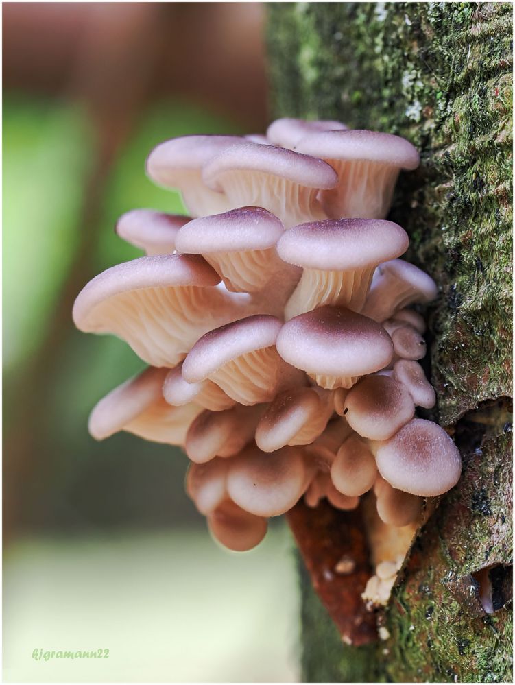  austern-seitlinge (pleurotus ostreatus) ...