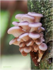  austern-seitlinge (pleurotus ostreatus) ...