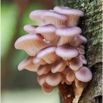  austern-seitlinge (pleurotus ostreatus) ...