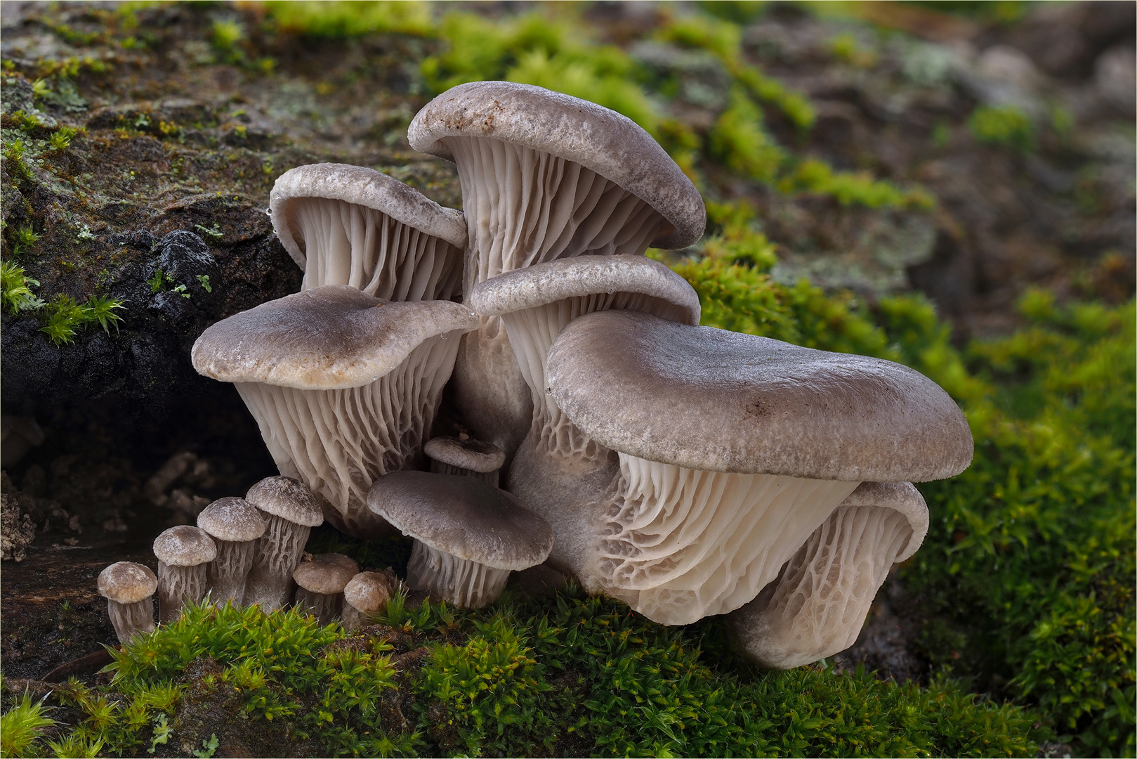 Austern-Seitlinge (Pleurotus ostreatus)