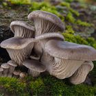 Austern-Seitlinge (Pleurotus ostreatus)