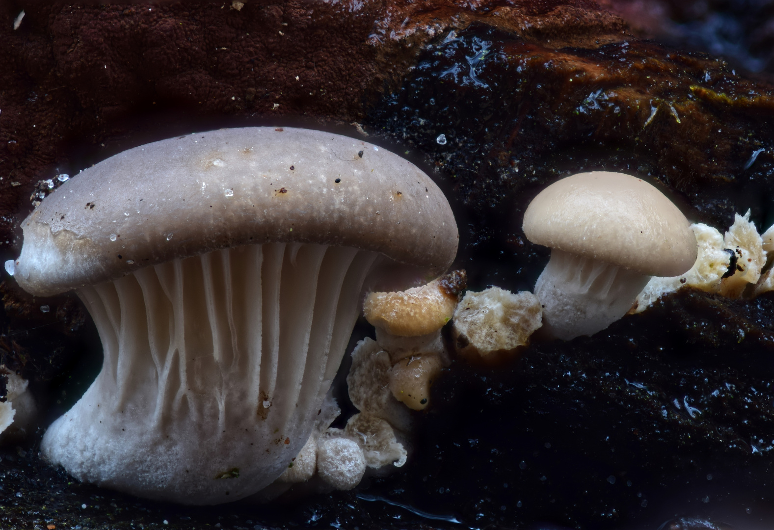 Austern-Seitlinge (Pleurotus ostreatus)