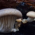 Austern-Seitlinge (Pleurotus ostreatus)