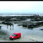 Austernbänke in Cancale