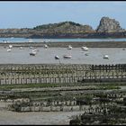 Austernbänke vor Cancale / Finistere