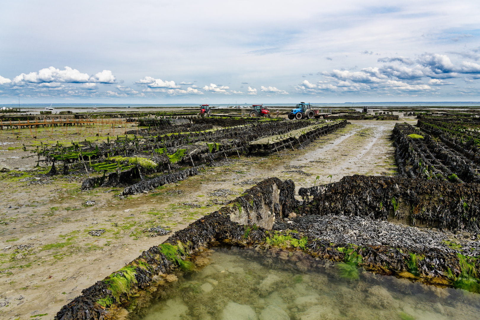 Austernfarm bei Cancale - Ernte bei Ebbe mit Traktoren