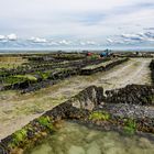 Austernfarm bei Cancale - Ernte bei Ebbe mit Traktoren