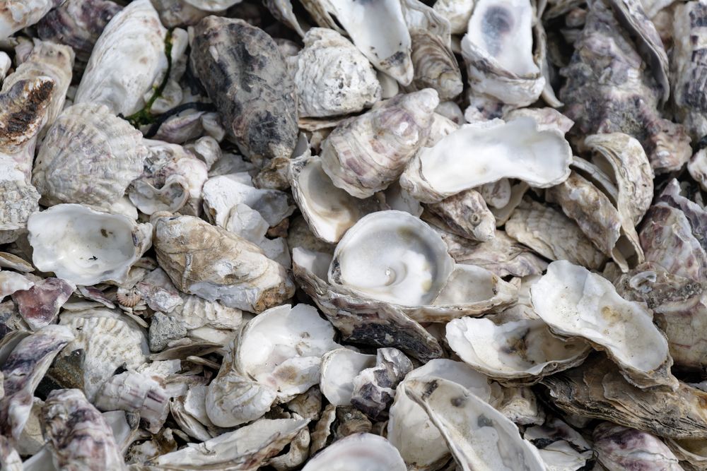 Austernfarm bei Cancale - Schalen über Schalen...