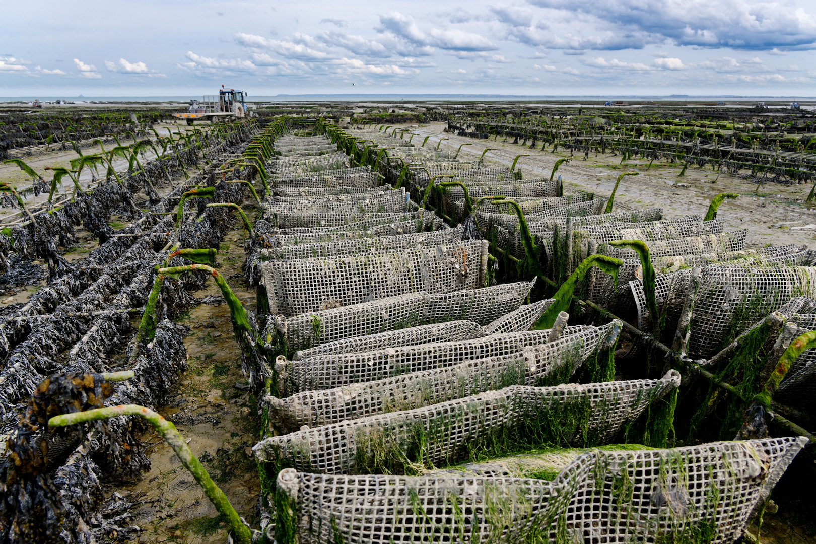 Austernfarm bei Cancale - Zuchtkörbe
