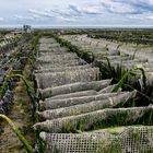 Austernfarm bei Cancale - Zuchtkörbe