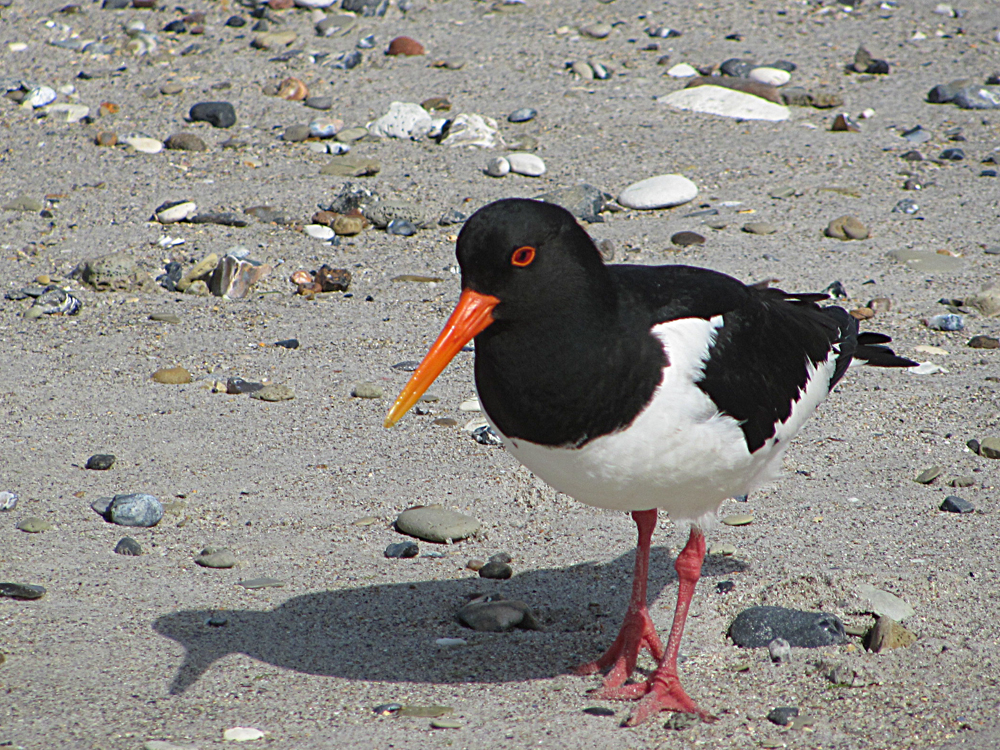 Austernfischer als Strandläufer