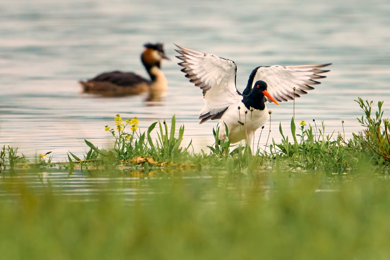 Austernfischer am Ammersee