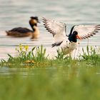 Austernfischer am Ammersee