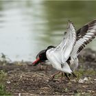 Austernfischer am Brackwasser  .....