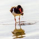 Austernfischer am Chiemsee-es darf auch eine Schnecke sein