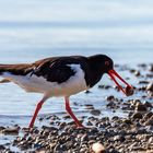 Austernfischer am Chiemsee (Haematopus ostralegus)