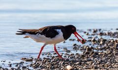 Austernfischer am Chiemsee (Haematopus ostralegus)