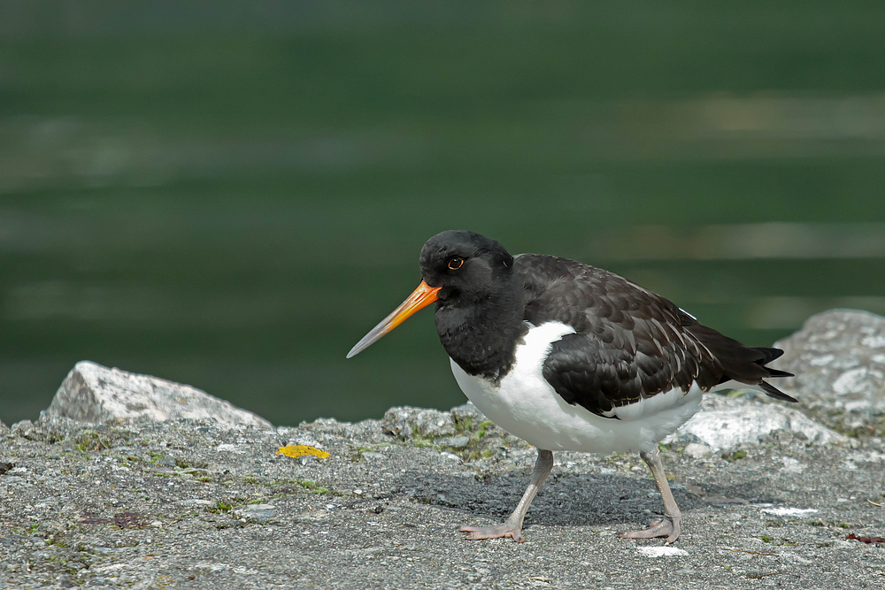 Austernfischer am Geirangerfjord