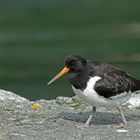 Austernfischer am Geirangerfjord