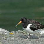 Austernfischer am Geirangerfjord