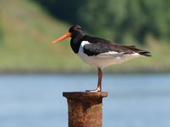 Austernfischer am Nord-Ostsee-Kanal