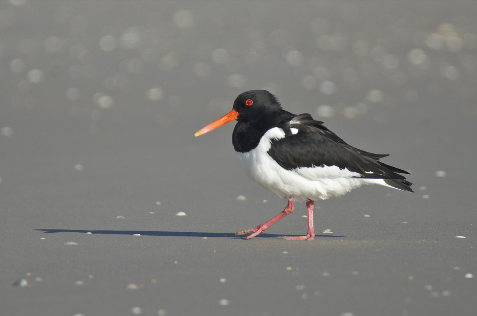 Austernfischer am Sandstrand