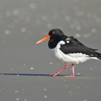 Austernfischer am Sandstrand